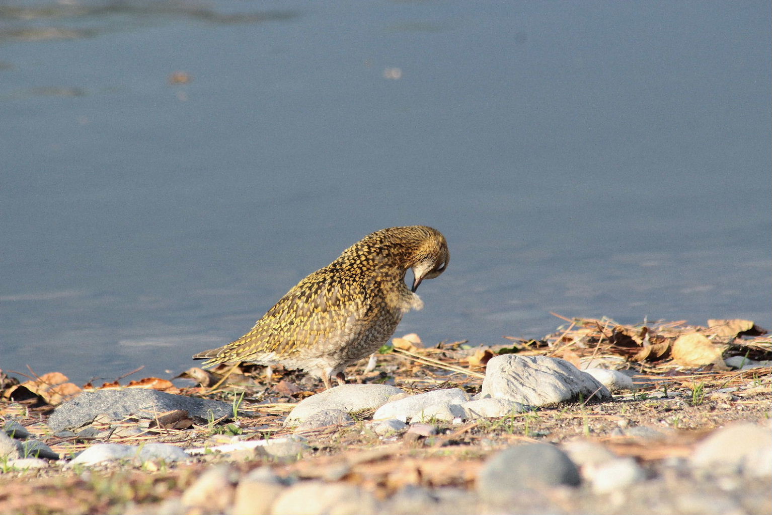 Pluvialis apricaria  Piviere dorato